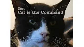 Learning the Command Line: Basic file commands (part 1 of 2)
