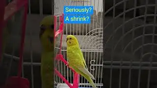 Mango sees a shrink