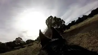 K9 Search and Rescue dog tracking training, (K9 SAR dog). Festus on a long lead wilderness tracking.