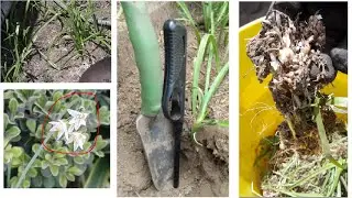 How to get rid of wild onion weeds Cook the dirt