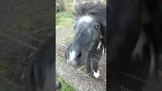 Feisty Licky Pony meets dog & reacts. Why did you feed it my carrot? Rhodesian Ridgeback Senior Lick