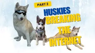 Huskies Being Huskies | Funniest Husky Moments Compilation
