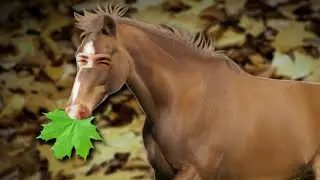 Cleaning for the holidays one dang leaf at a time