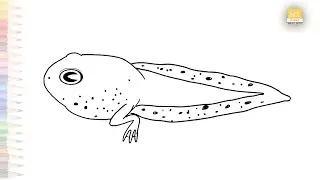 Tadpole easy drawing | baby frog sketches | How to draw A Tadpole step by step simply | #artjanag