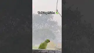 cute parrot || Talking Mithu || bird lover #short #bird #viral @chandanegi91