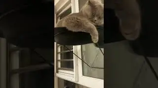 Cute animals compilation | #cuteanimals #cuteanimemoments #cuteanimalscompilation #shorts