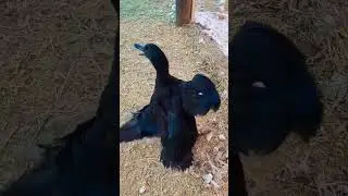 Help! What's wrong with duck? #shorts #short #birds #sick  #animals #animal #farming #help #duck