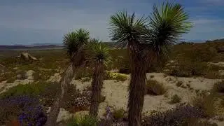 Wild Flowers in Joshua Tree np Ca 2019