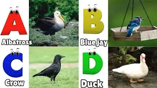 ABC Song | Birds ABC Song | Phonics for Kids| Learn ABC, Baby | Alphabet Letters