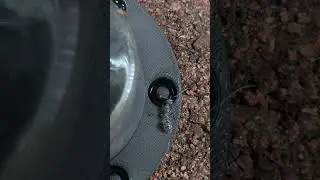 Une &eacute;norme fourmis Asiatique
