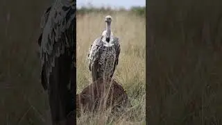 The Ruppel Griffon Vulture #wildlife #wildlifeentertainment #animals #birds