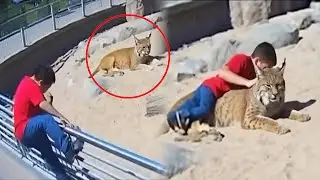 Boy Climbed Into a Bobcat Enclosure &mdash; What Happened Next SHOCKED Everyone!