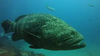Diving with Goliath Groupers - Jupiter, Fl.
