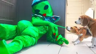 Funny Dogs vs ALIEN Prank Goes WRONG!