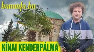 Miért szeretjük a Trachycarpus fortunei-t, a kínai kenderpálmát?