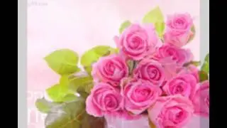 Pink Rose Photo By RM