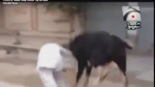 Cow attack on people - Funny Video