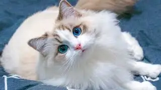 Soothing Music Created from Real Sounds of 50 Different Cat Breeds Worldwide ✅
