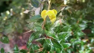Berberis darwini