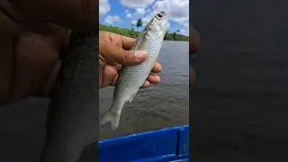 Tainhota assada &eacute; a melhor #pescaria #tainha #tainhota #peixe #pesca #fishing