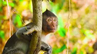 Monkey Moments That Spread Smiles 😊 #happiness#monkey #love #animals