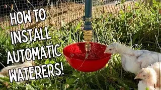 Let's Install Some Automatic Waterers in the Chicken Tractor!!! Little Giant AutomaticPoultry Founts