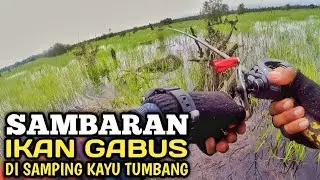MANCING IKAN GABUS | SPOT BANJIRAN SUNGAI KAHAYAN PALANGKARAYA | KALIMANTAN TENGAH