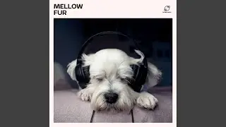 Dog Alpha Waves
