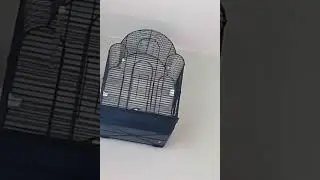 Yellow Fronted Canary (Entertaining Song) .