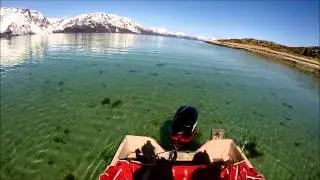 Steinbit spearfishing catfish