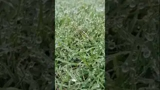 rain🌧️ #rain #grass #nature #weather #youtubeshorts #beautyofnature #shortsfeed #magicmoments40
