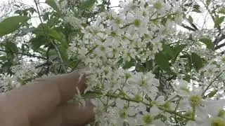 Prunus padus, known as bird cherry, hackberry, hagberry, or Mayday tree