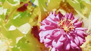 flower clips for aesthetic videos ~