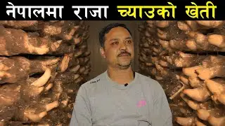 नेपालमा पहिलो पटक राजा च्याउको खेती ! king oyster mushroom farming in Nepal