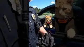 Bodycam Stops Cat Driver on Highway! 🚓😺 #funny #cat #police
