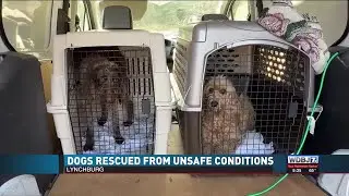 Dogs Rescued from Hoarders' House Getting Treatment