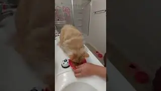 Cute Cat Rings Bell for Dinner