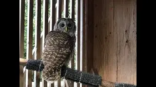 Barred Owls Dancing in Water Sprinkler Party Hot Summer