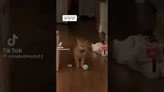 Rest In Peace Cala The I Go Meow Singing Cat