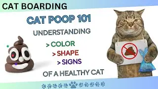 CAT BOARDING: Cat Poop Decoded: understanding Color, Shape and Signs of A Healthy Cat (CAT TV)