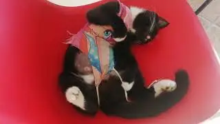 Фея доигралась / её жёстко от...