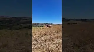 Meu cavalo campe&atilde;o 🐴❤️ #agro  #pecuarista #agrocampo #fazenda #agricultura #cowboy  #quartodemilha