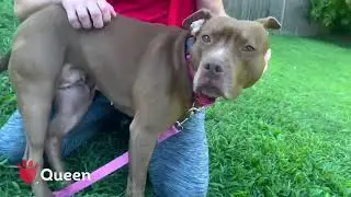 Meet Queen, Adoptable Dog at IndyHumane!