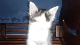 Cat drinking the water it spilled|YUKI THE CUTIEPIE| #cat#videos#cute#catvideos#meme#aesthetic