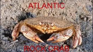 Atlantic Rock Crab Facts