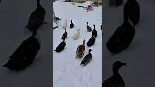 My ducks first time playing in snow. #learning #fun #duck #outdoors #snow #new #funny #fyp #viral