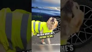 Loyal guide dog saves his owner&hellip; 🥺❤️