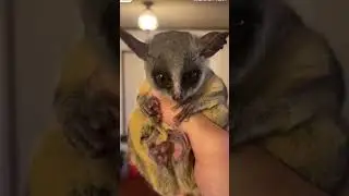 ❤🥰    #animal #cute #monkey #adorable #animals