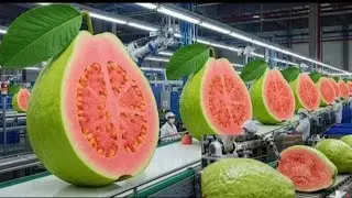 Inside A Modern Guava Processing Factory Guava candy Full process. 