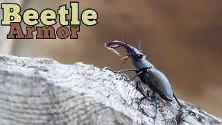 The Amazing World of Beetle Armor!